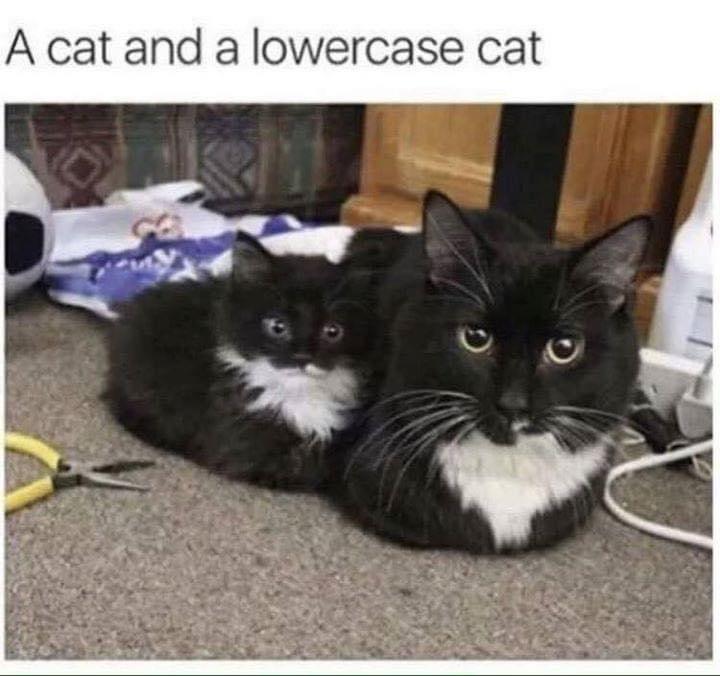 meme: two tuxedo cats, one large, one small. Text: a cat and a lowercase cat